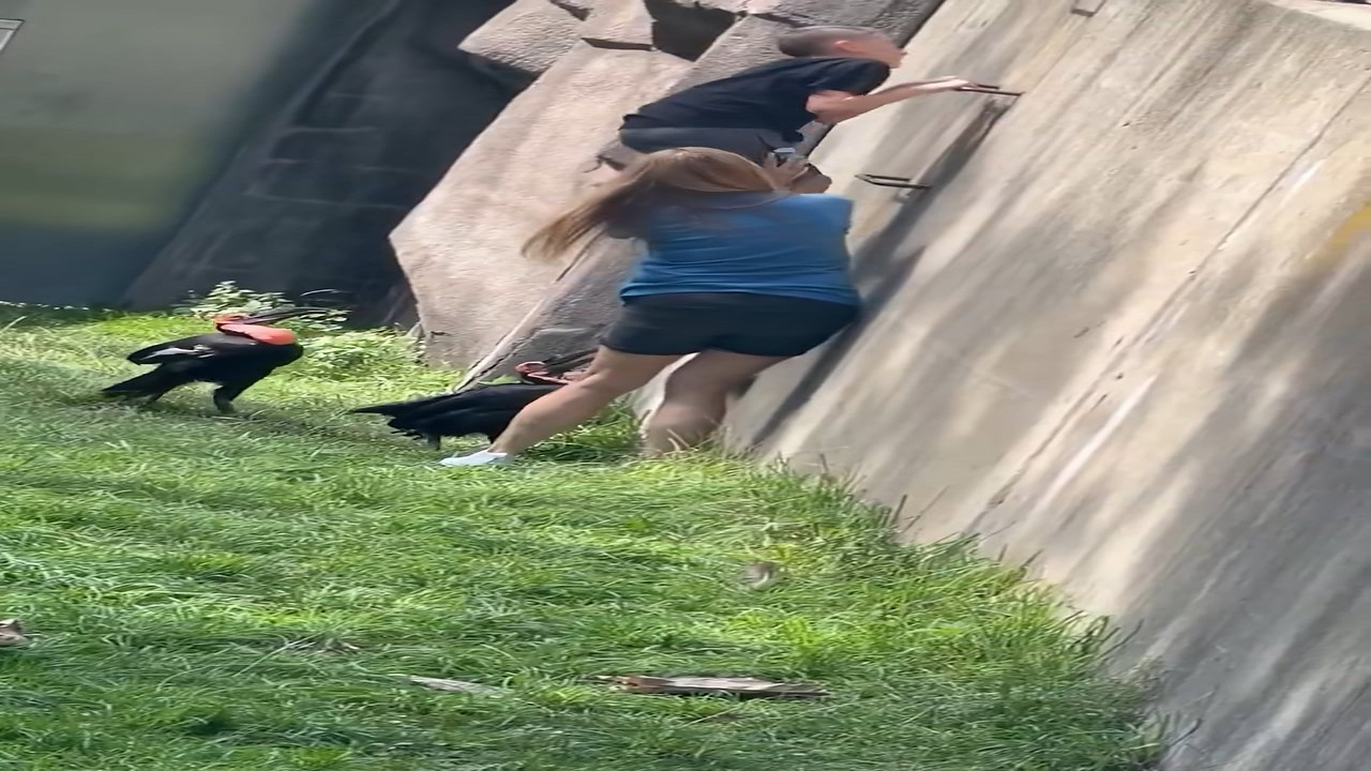 N0109026_Un niño presuntamente con autismo entra al hábitat de unas aves en un zoológico de Milwaukee y persi_part2